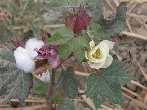 Gossypium Hirsutum: Kuitujen Kuningas ja Tekstiiliteollisuuden Tähti!